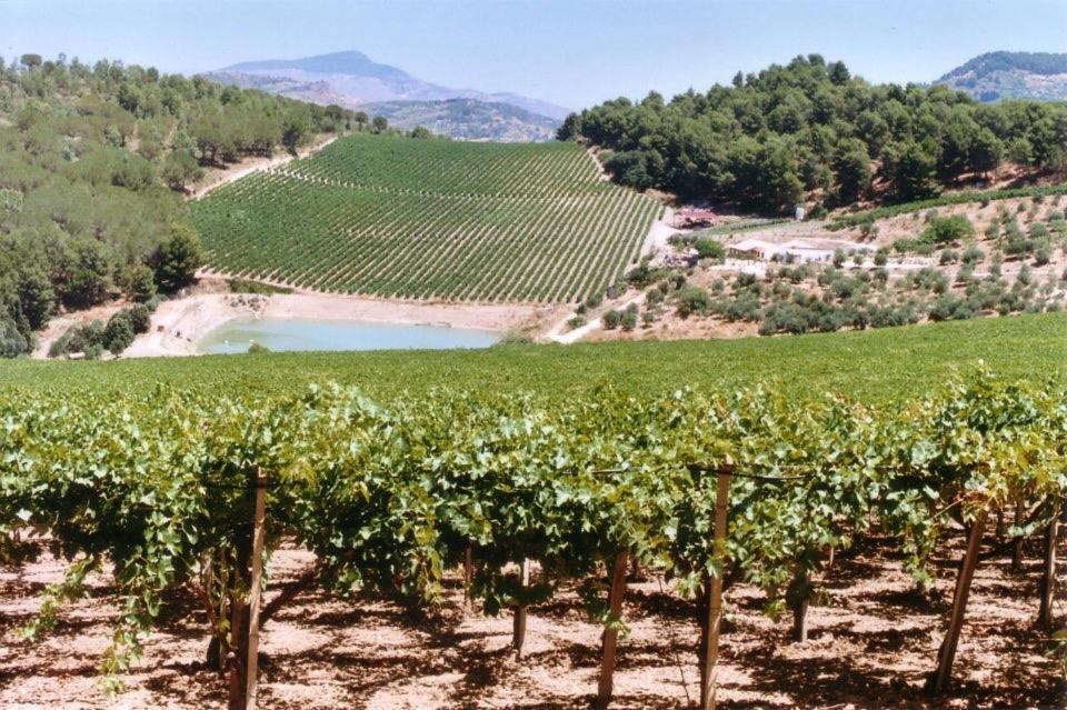 Agriturismo Tenute Pispisa Segesta Calatafimi Exteriér fotografie