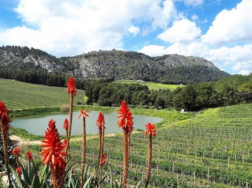Agriturismo Tenute Pispisa Segesta Calatafimi Exteriér fotografie