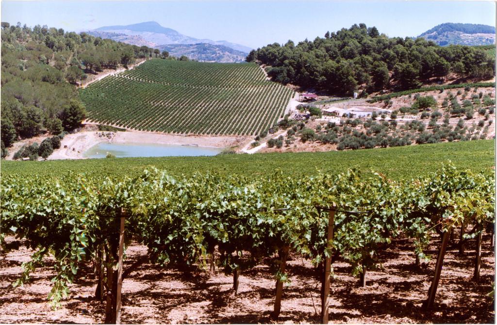 Agriturismo Tenute Pispisa Segesta Calatafimi Exteriér fotografie